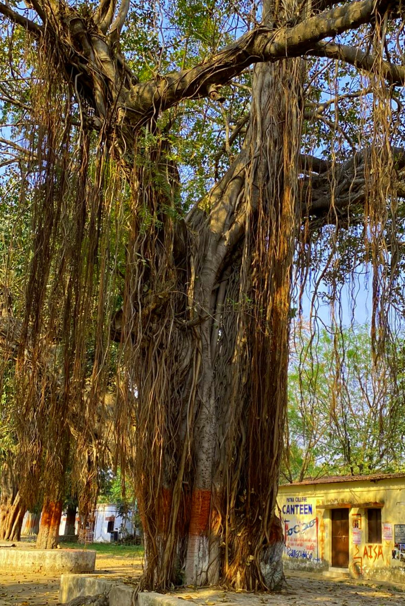 Patna Ciollege-1-j15pik.jpg